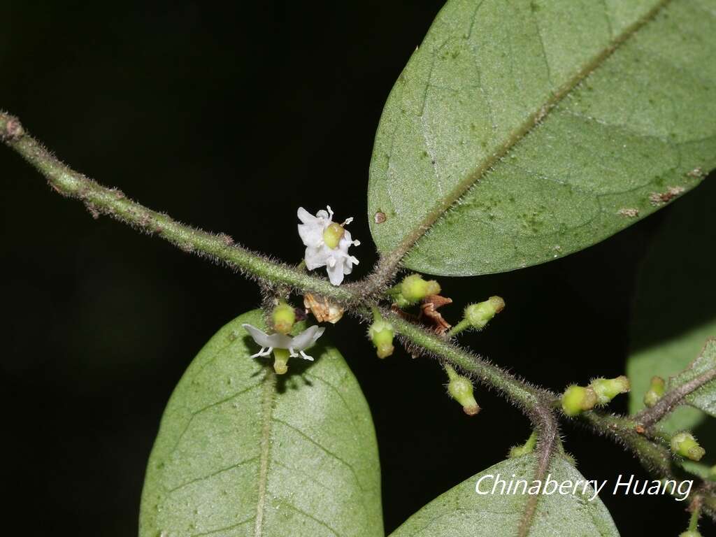 Imagem de Ilex pubescens Hook. & Arn.