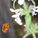 Image of Lasia rufovestita (Blanchard 1852)