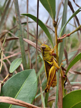 Слика од Melanoplus furcatus Scudder & S. H. 1897