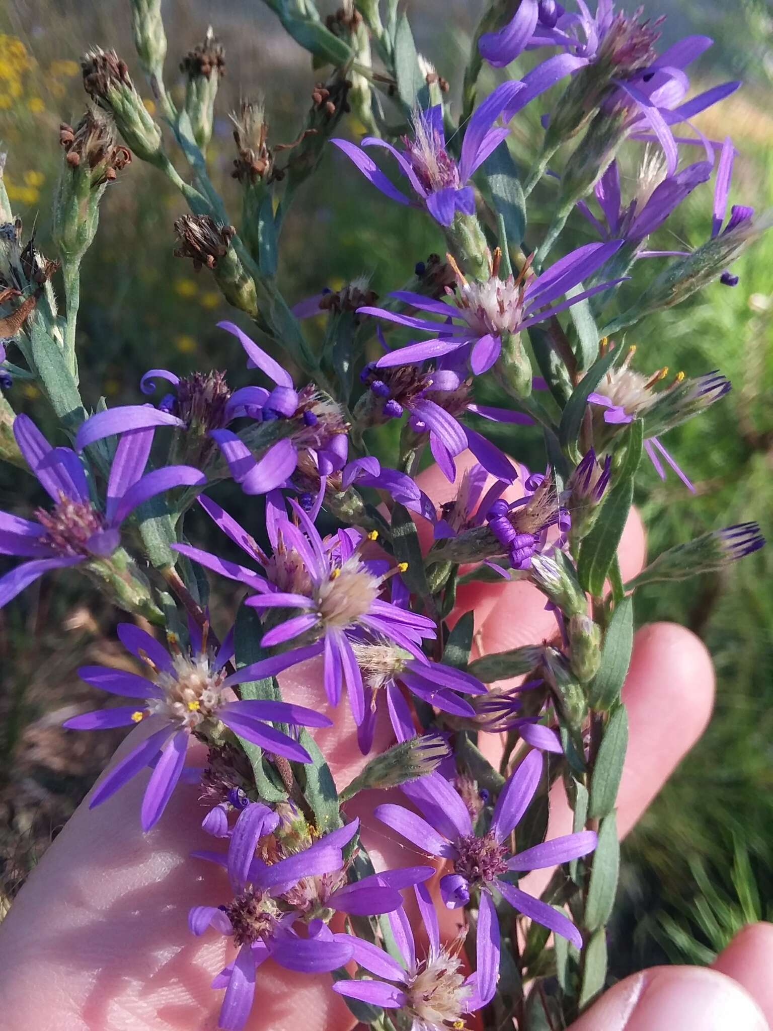 Plancia ëd Symphyotrichum concolor (L.) G. L. Nesom