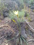 Imagem de Zephyranthes gilliesiana