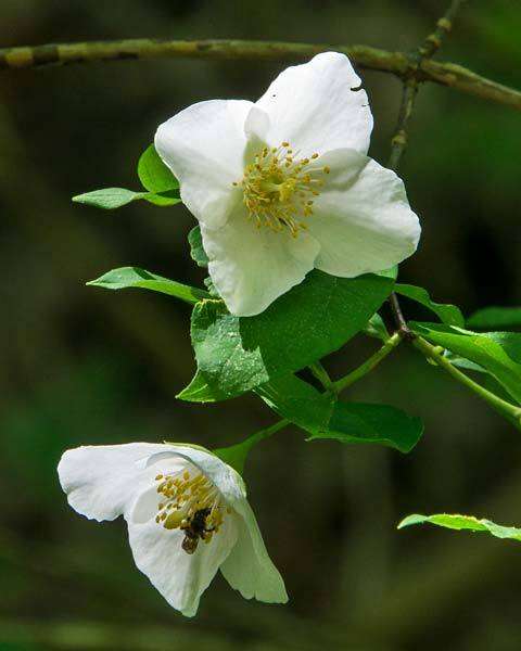 Image of scentless mock orange