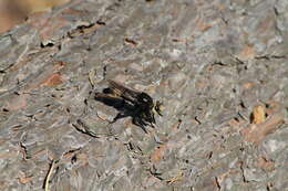 Plancia ëd <i>Laphria gibbosa</i>