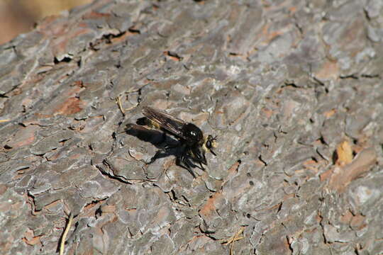 Imagem de <i>Laphria gibbosa</i>