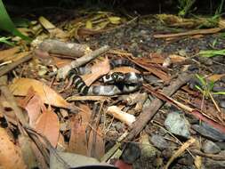 Image of Stephens's Banded Snake