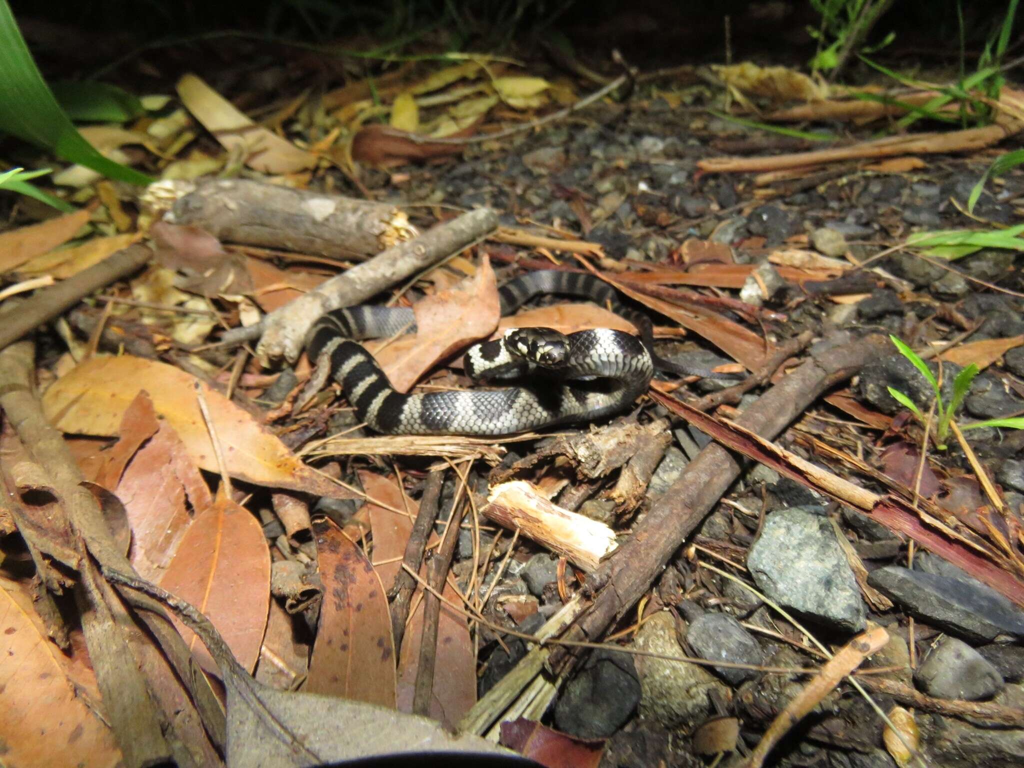 Image of Stephens's Banded Snake