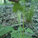 Image of Arisaema stewardsonii Britton