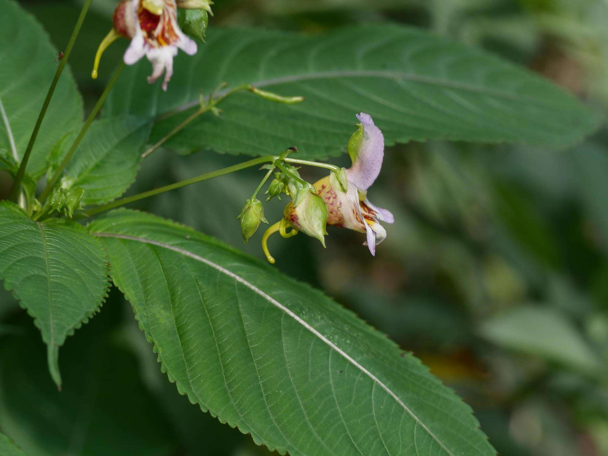 Image of Impatiens edgeworthii Hook. fil.