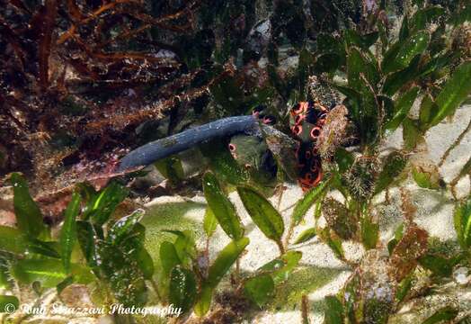 Sivun Nembrotha rosannulata Pola, Cervera & Gosliner 2008 kuva