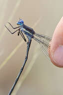 Image of Great Spreadwing