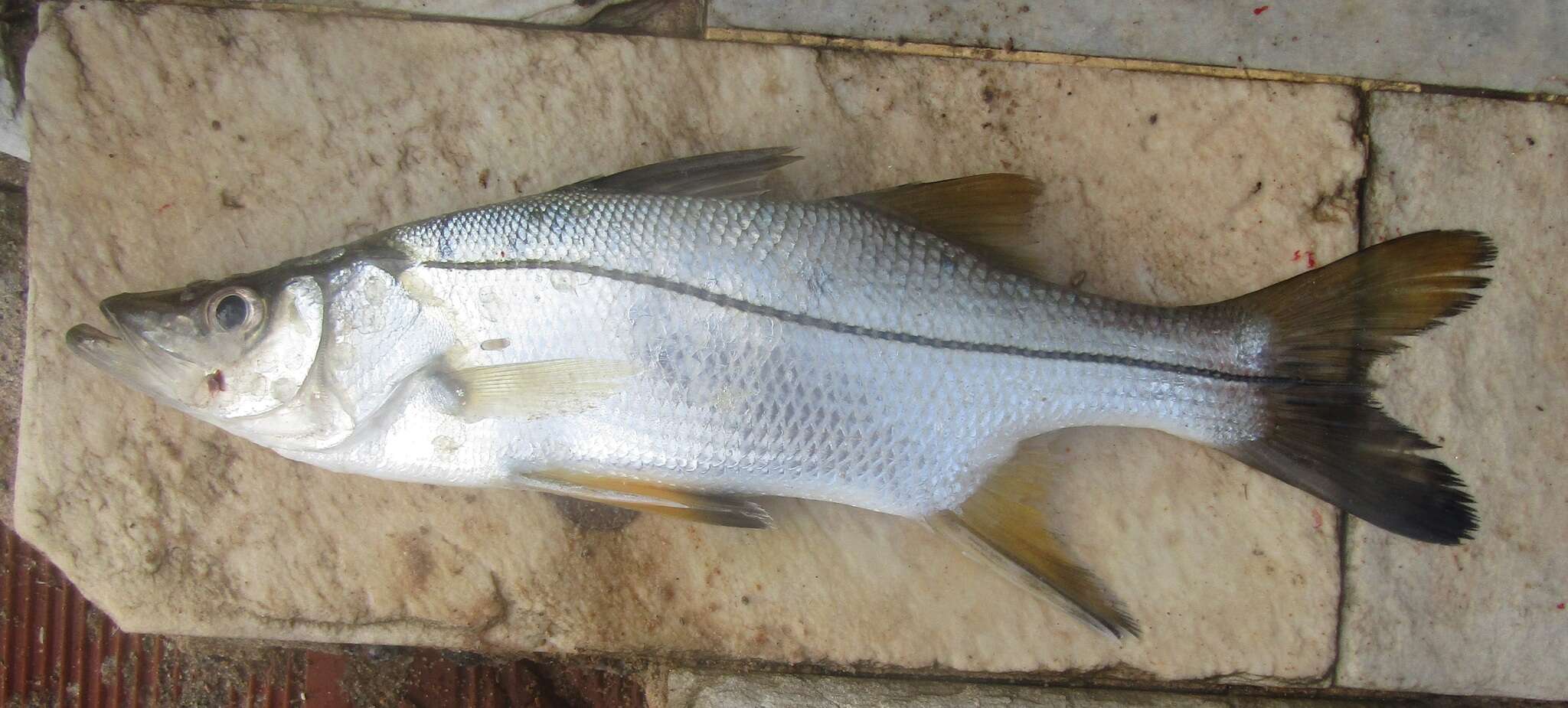 Image of Blackfin snook