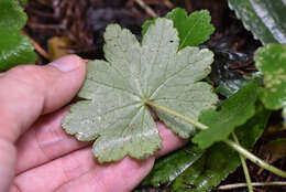 Image of Hydrocotyle setulosa Hayata