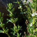 صورة Clinopodium bolivianum (Benth.) Kuntze