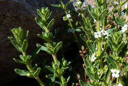 Clinopodium bolivianum (Benth.) Kuntze resmi