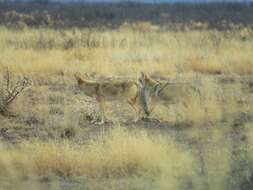 Imagem de Canis latrans mearnsi Merriam 1897