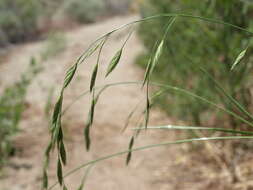 Imagem de Bromus catharticus var. catharticus