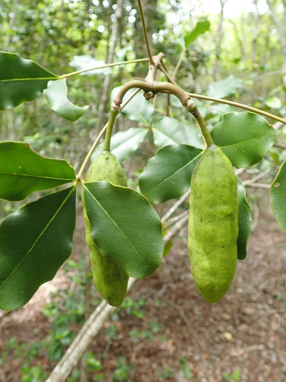 Image de Thilachium sumangui Boj.