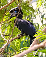 Image of Yellow-casqued Hornbill