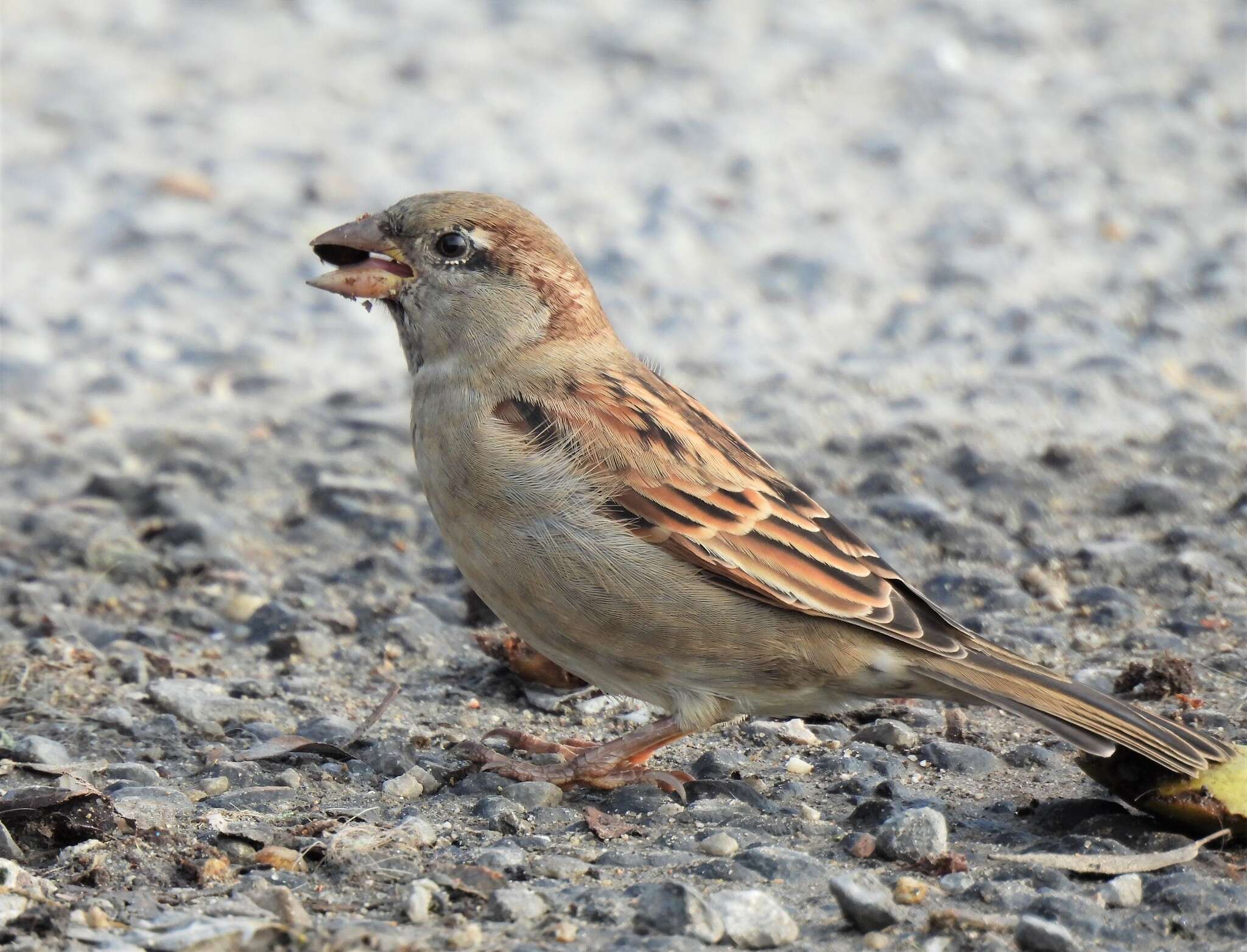 صورة Passer domesticus balearoibericus Jordans 1923