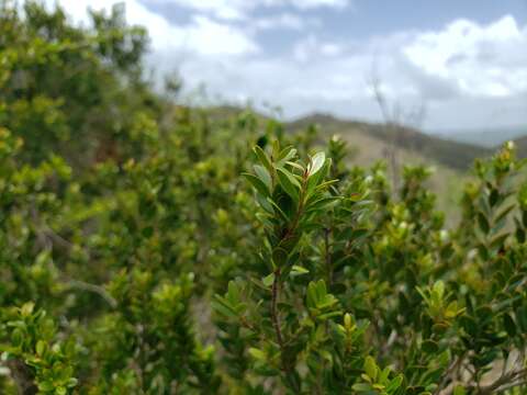 Image of ridgetop guavaberry