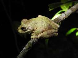 Image of Kuranda Tree Frog