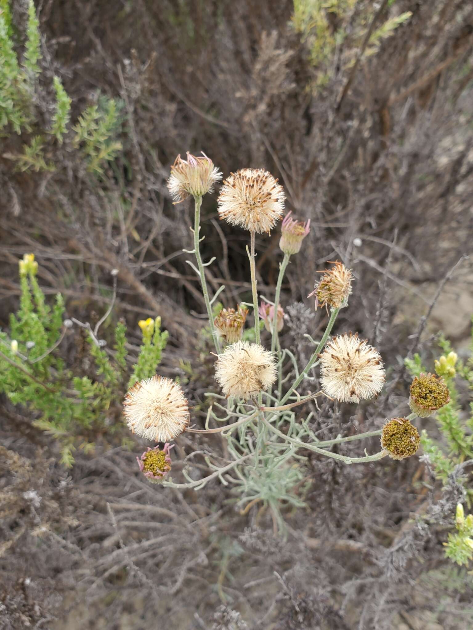 Image of Blochman's erigeron