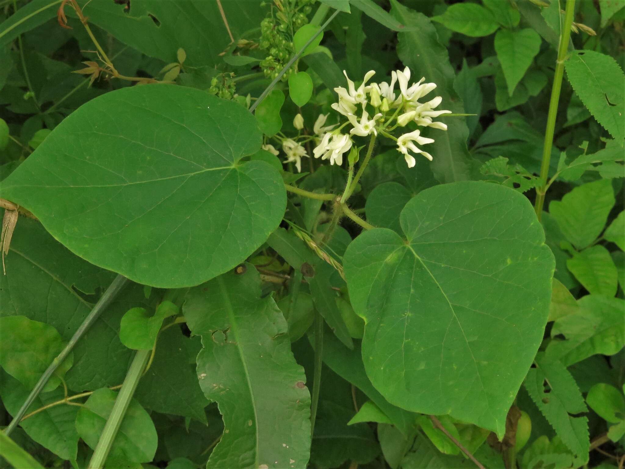 Image de Matelea baldwyniana (Sweet) R. E. Woodson