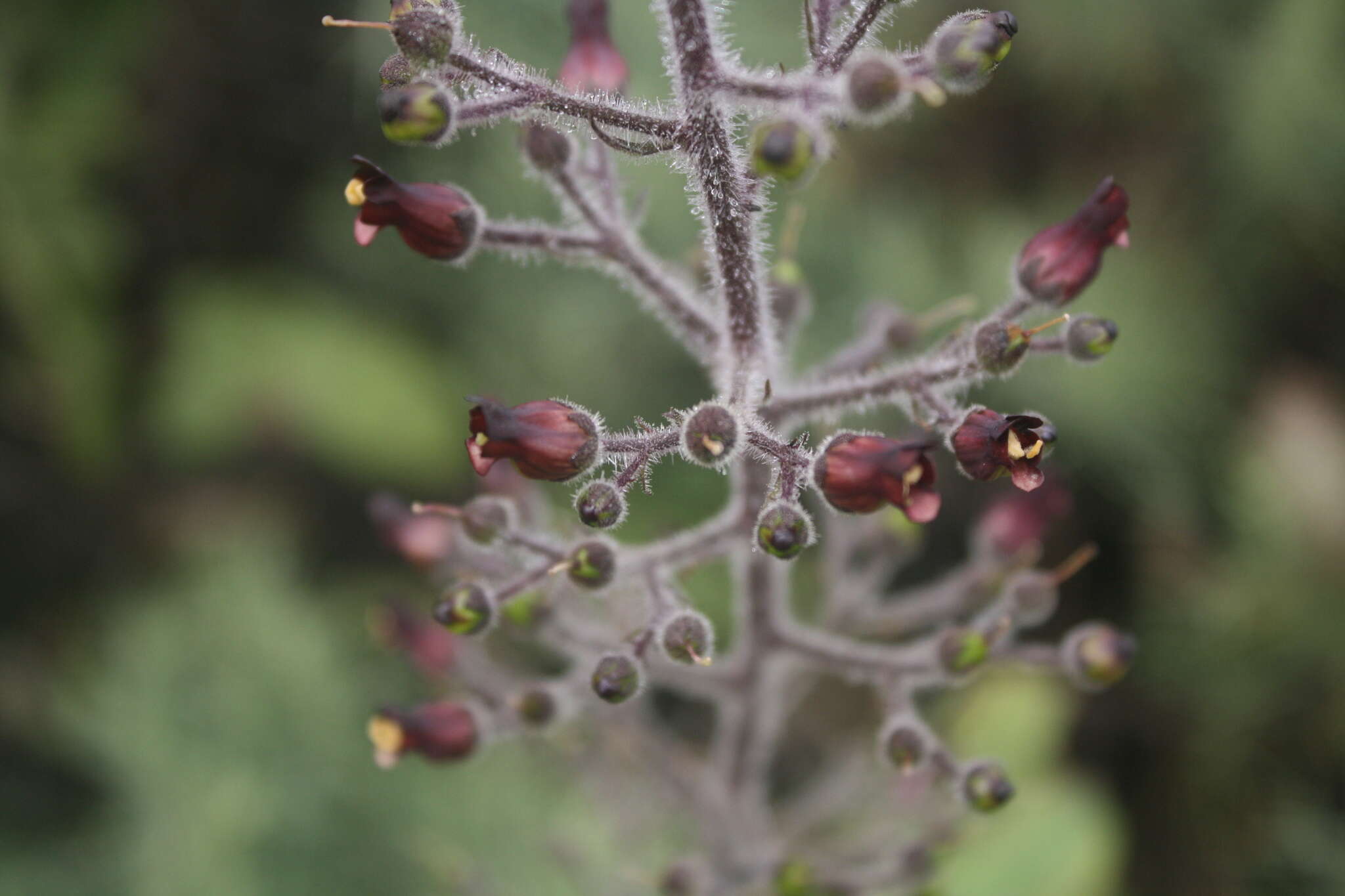 Imagem de Scrophularia villosa Pennell ex Millsp. & Nuttall