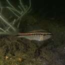 Image of Rib-bar cardinalfish