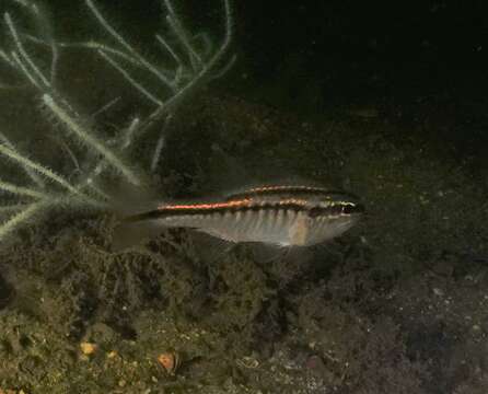 Image of Rib-bar cardinalfish