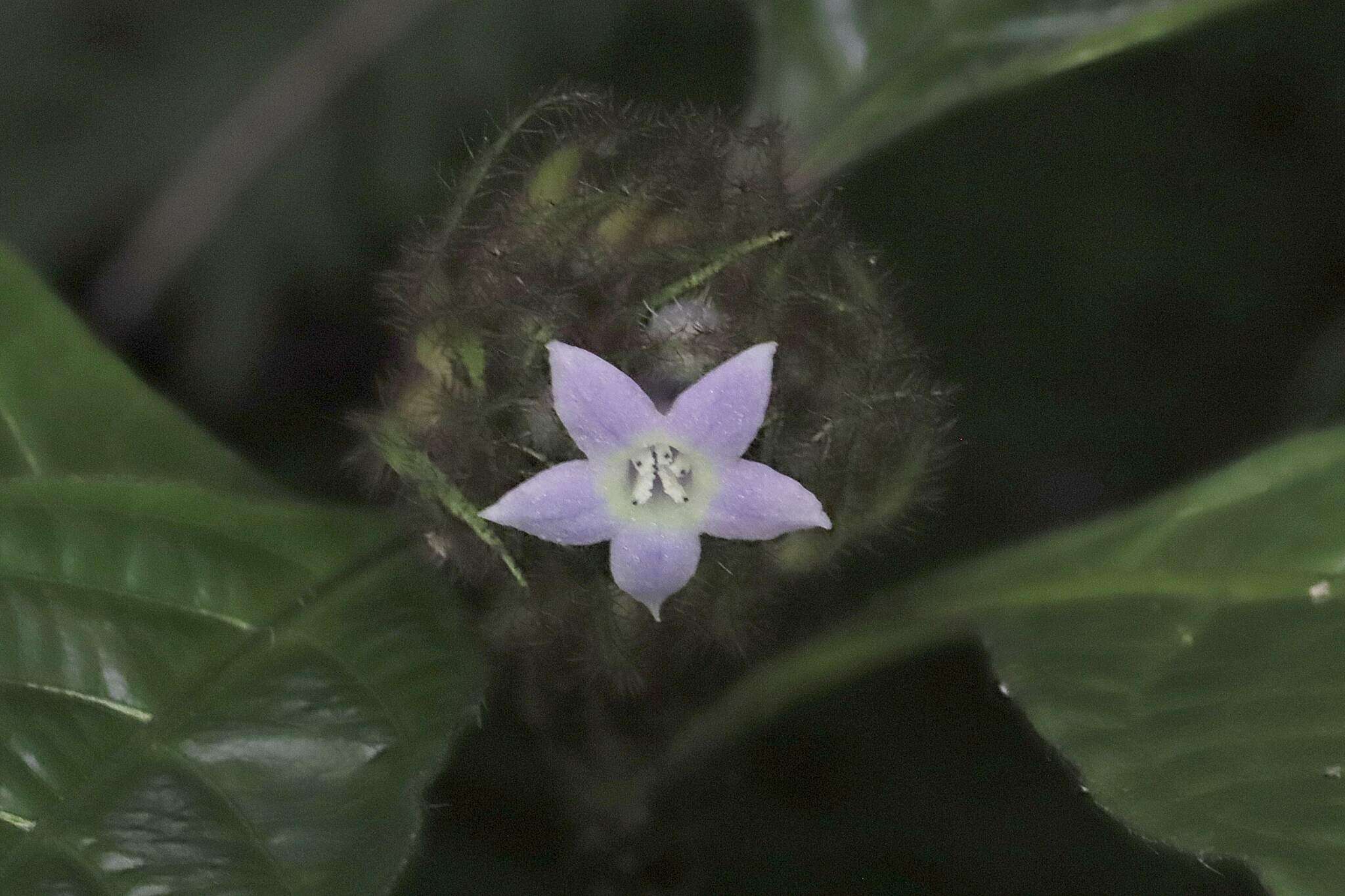 Image of Palicourea glabra