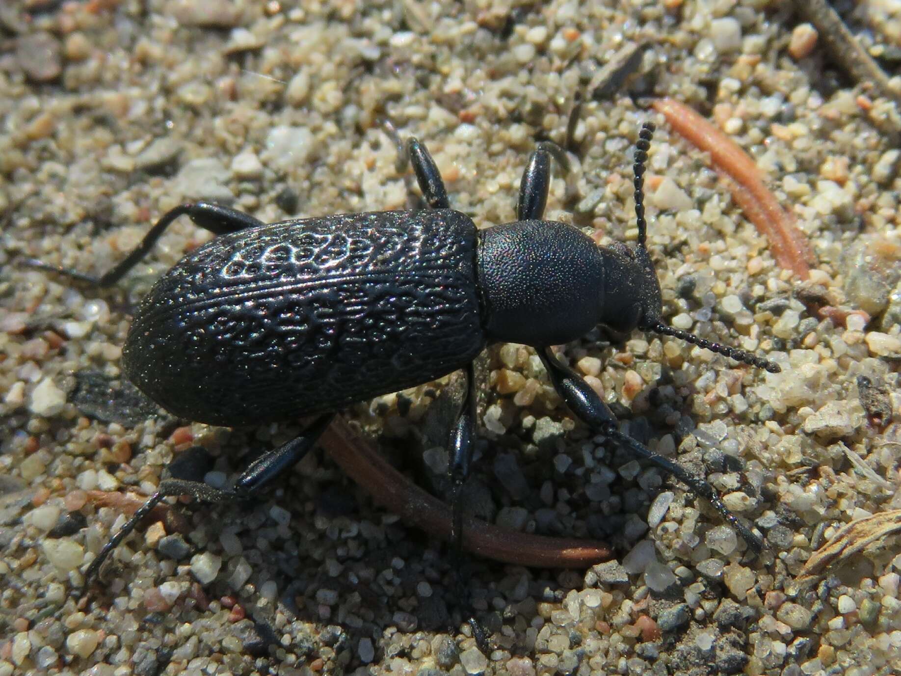 Image de Upis ceramboides (Linnaeus 1758)