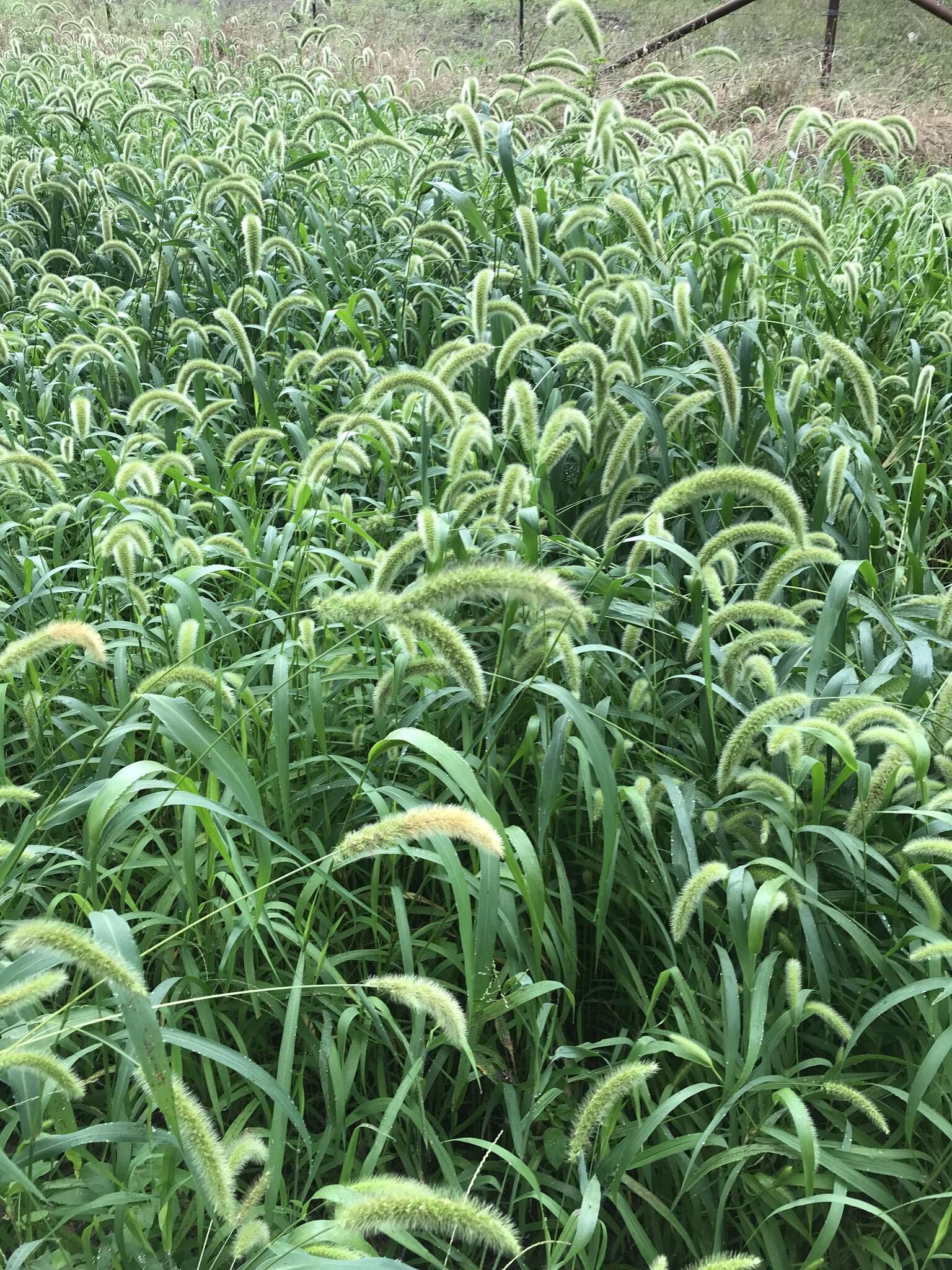 Image of Foxtail millet