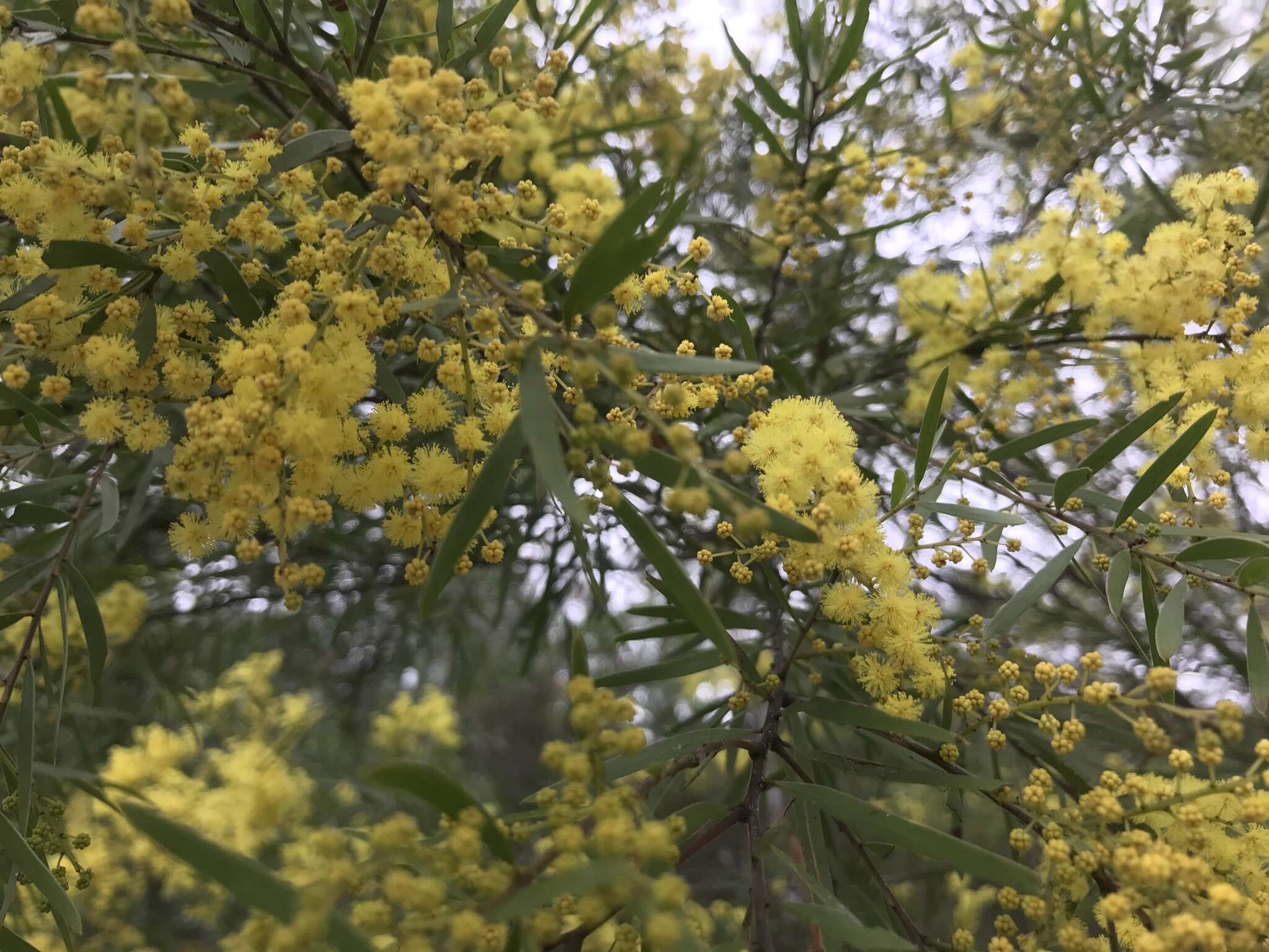 Imagem de Acacia fimbriata A. Cunn. ex G. Don