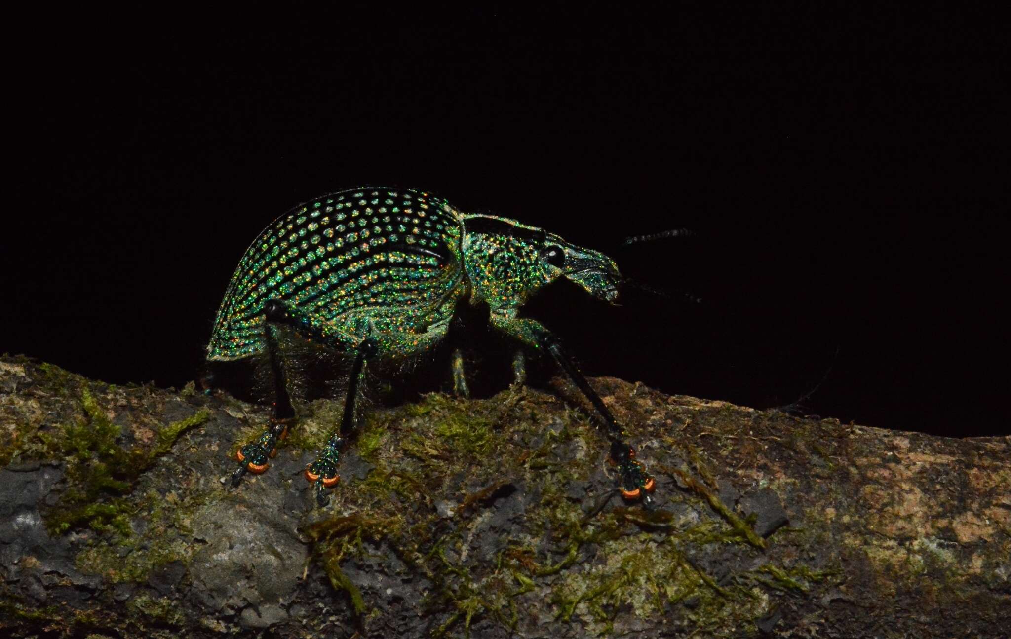 Image of Entimus imperialis (Forster 1771)