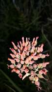 Image of Common kalanchoe