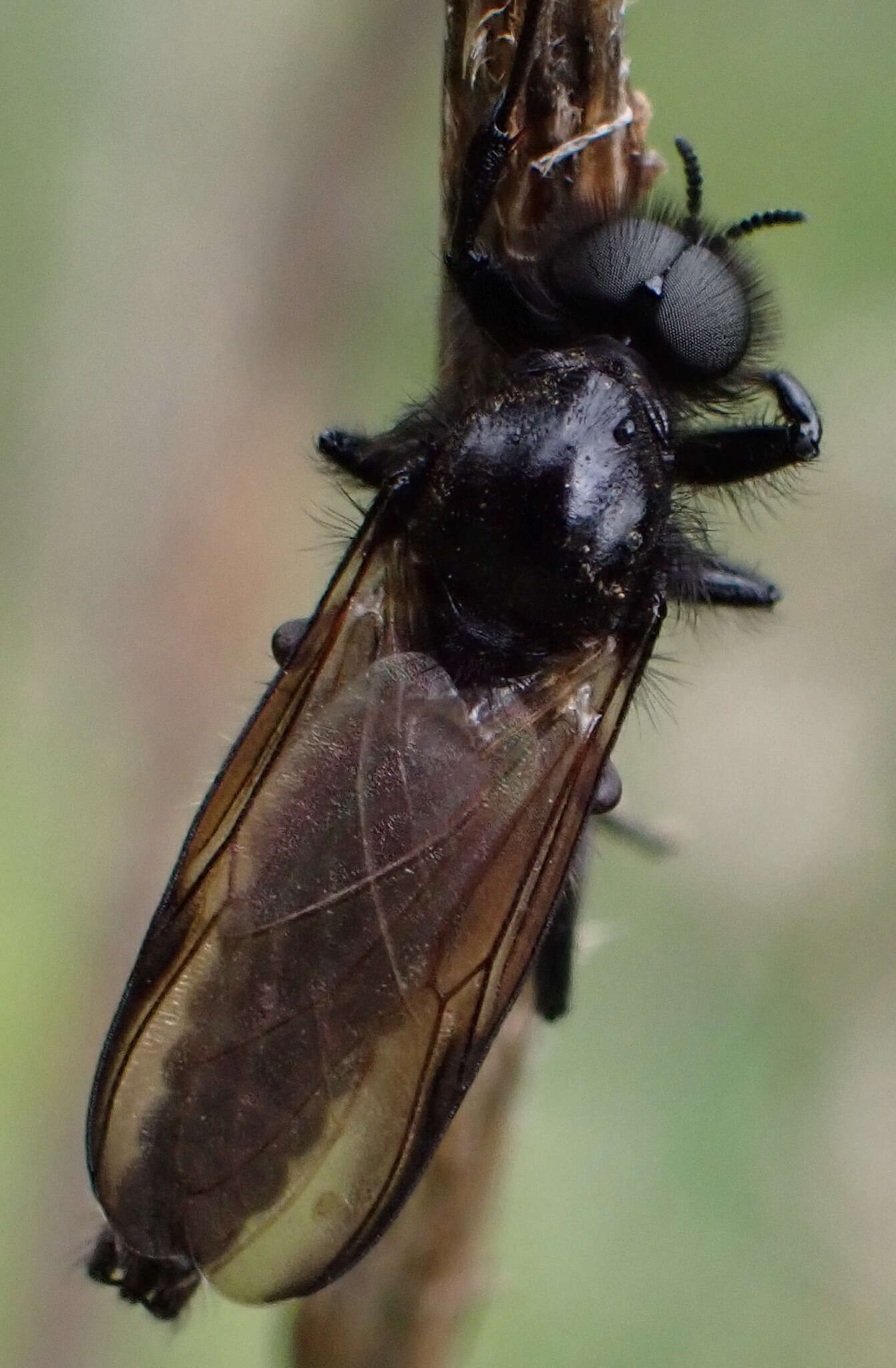 Image of Bibio elmoi Papp 1982