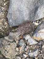 Image of Chihuahuan fishhook cactus