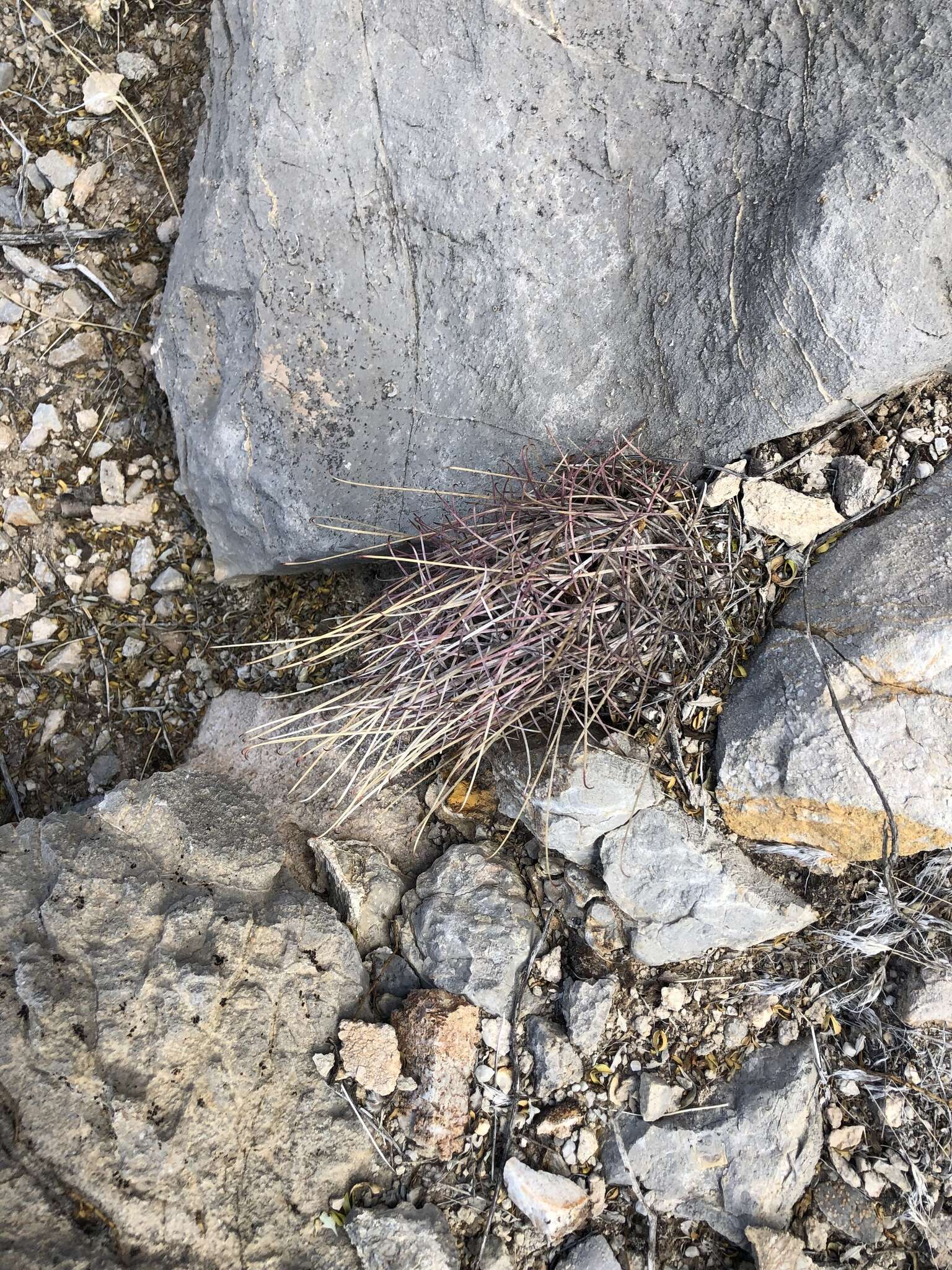 Image of Chihuahuan fishhook cactus