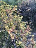 Image of tree spurge