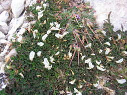 Image de Trifolium uniflorum L.