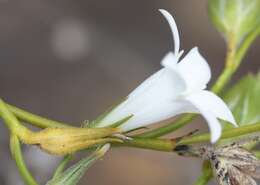 Image of Orianthera campanulata (R. Br.) C. S. P. Foster & B. J. Conn