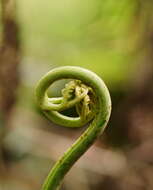 Image of Pteris epaleata D. J. Ohlsen