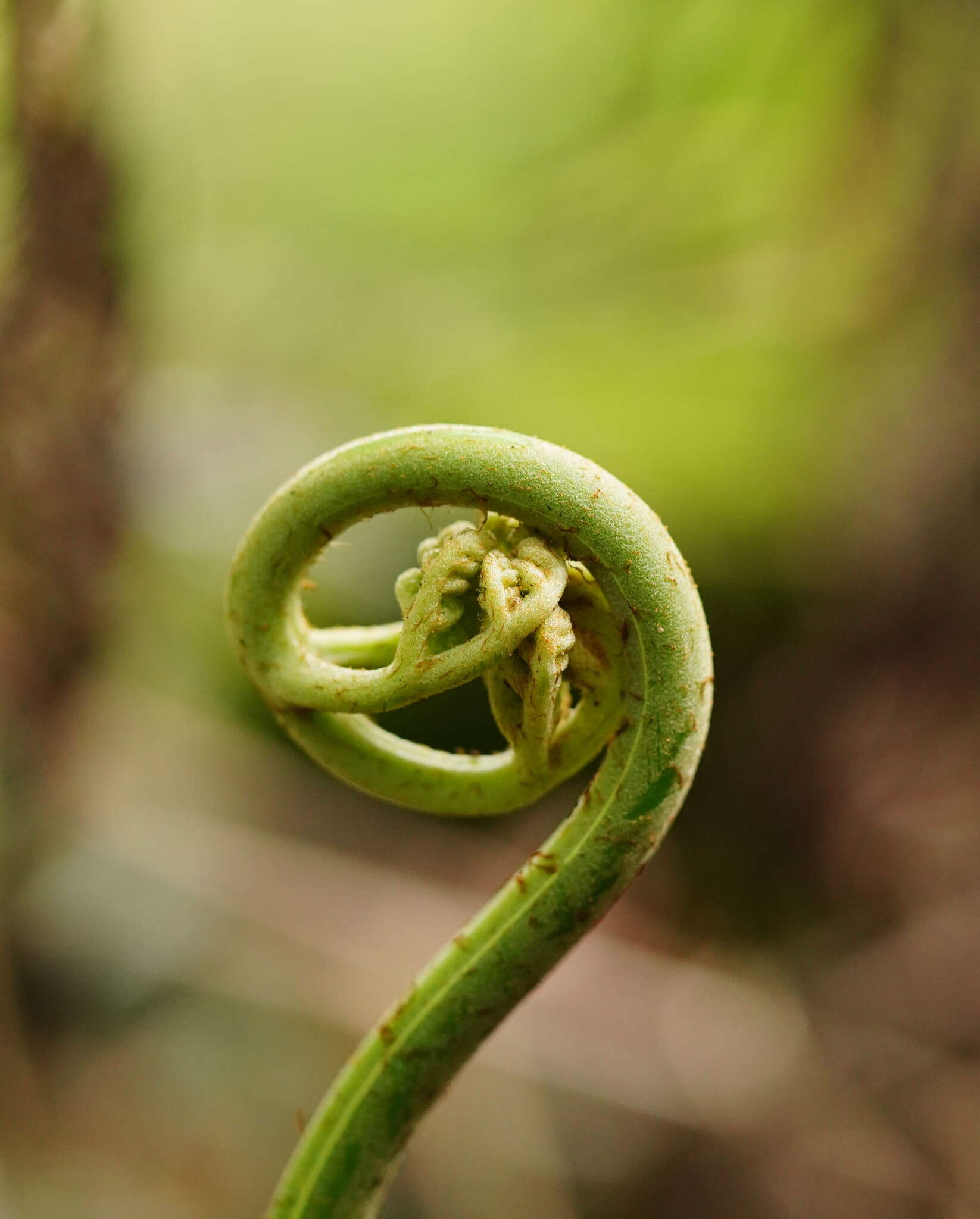 Sivun Pteris epaleata D. J. Ohlsen kuva