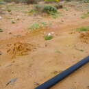 Image of Namaqua Dune Mole Rat