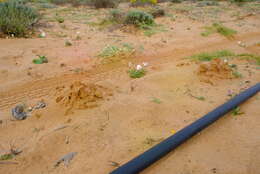 Image of Namaqua Dune Mole Rat