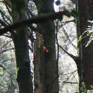 Image of Eastern Rosella