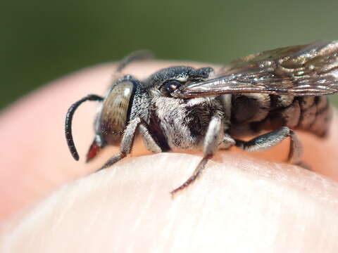 Image of Coelioxys afra Lepeletier 1841