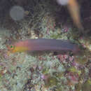 Image of Fine-scaled dottyback