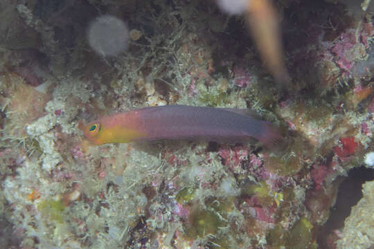 Image of Fine-scaled dottyback